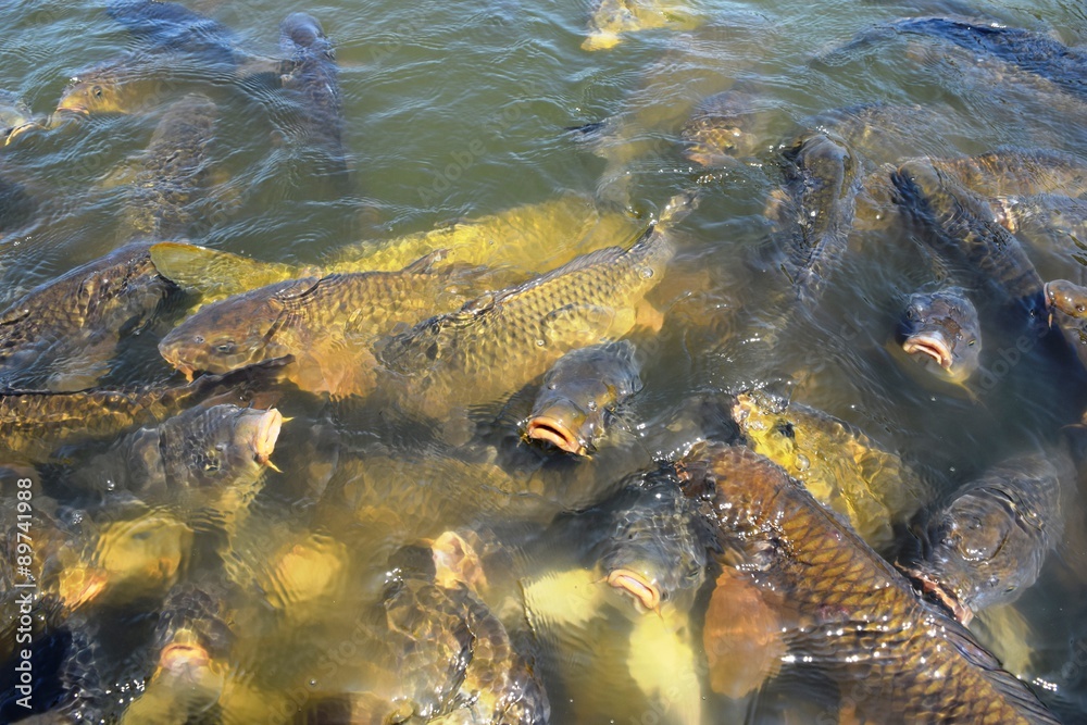 Obraz premium 池で泳ぐ鯉/山形県庄内地方の池で泳ぐ鯉を撮影した写真です。