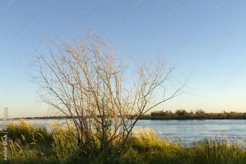 dry tree near the river dry tree near the river