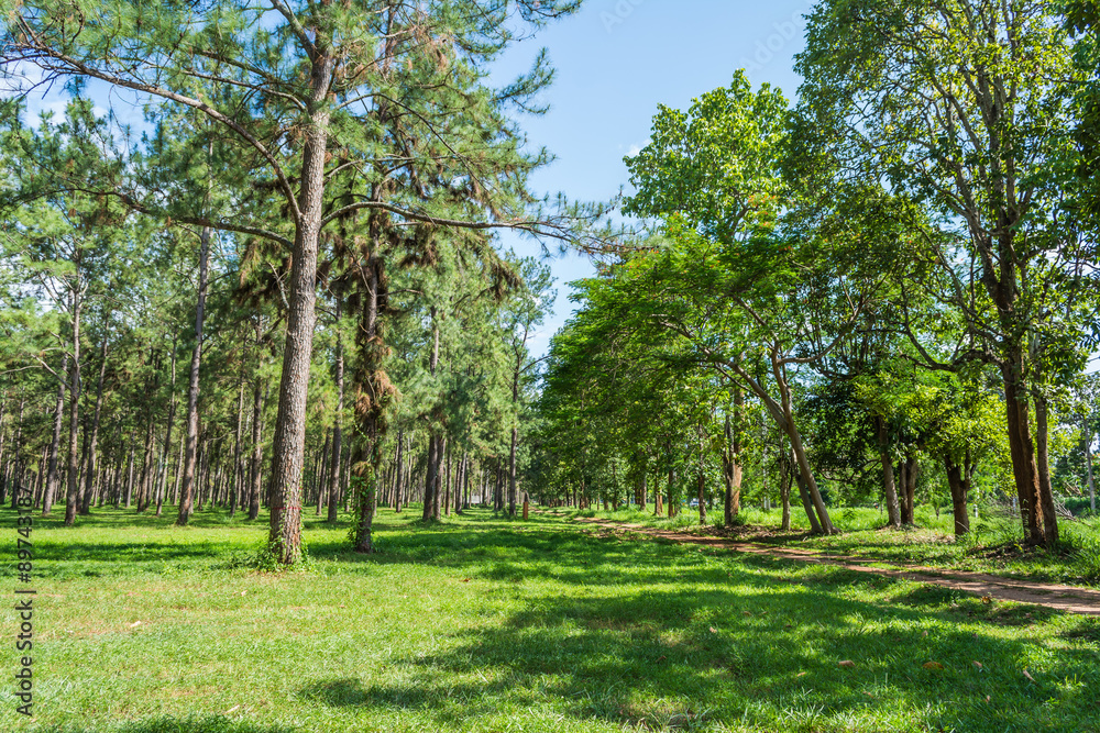 pine forest. pine forest.