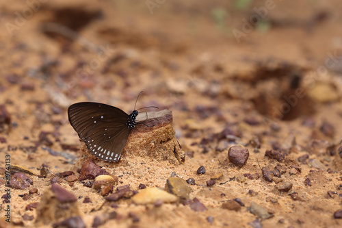 Common Indian Crow butterfly (Euploea core Lucus) photo