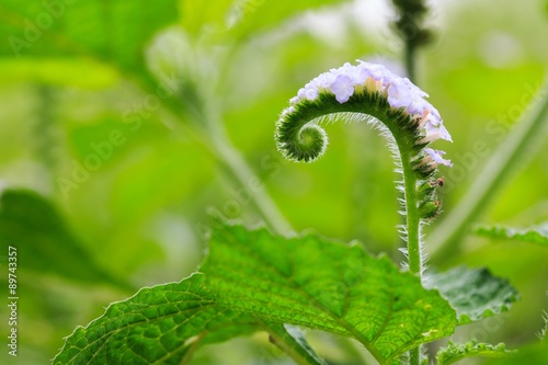 Heliotropium indicum, Thai herb. photo