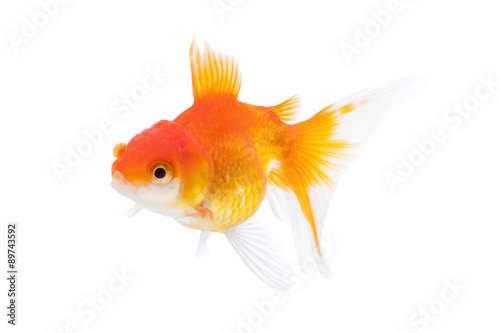 Goldfish isolated on white background © kaiskynet