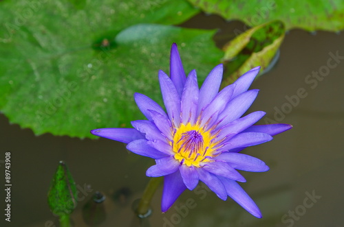 violet water lily.