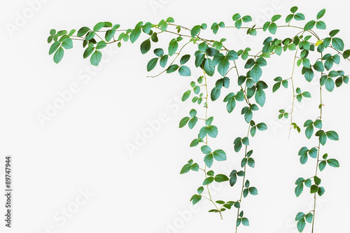 Bush grape or three-leaved wild vine cayratia (Cayratia trifolia) liana ivy plant nature frame jungle border isolated on white background