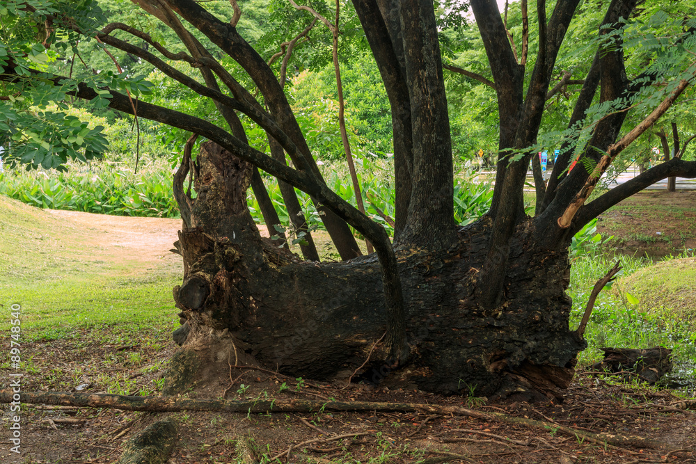 Big tree stump.