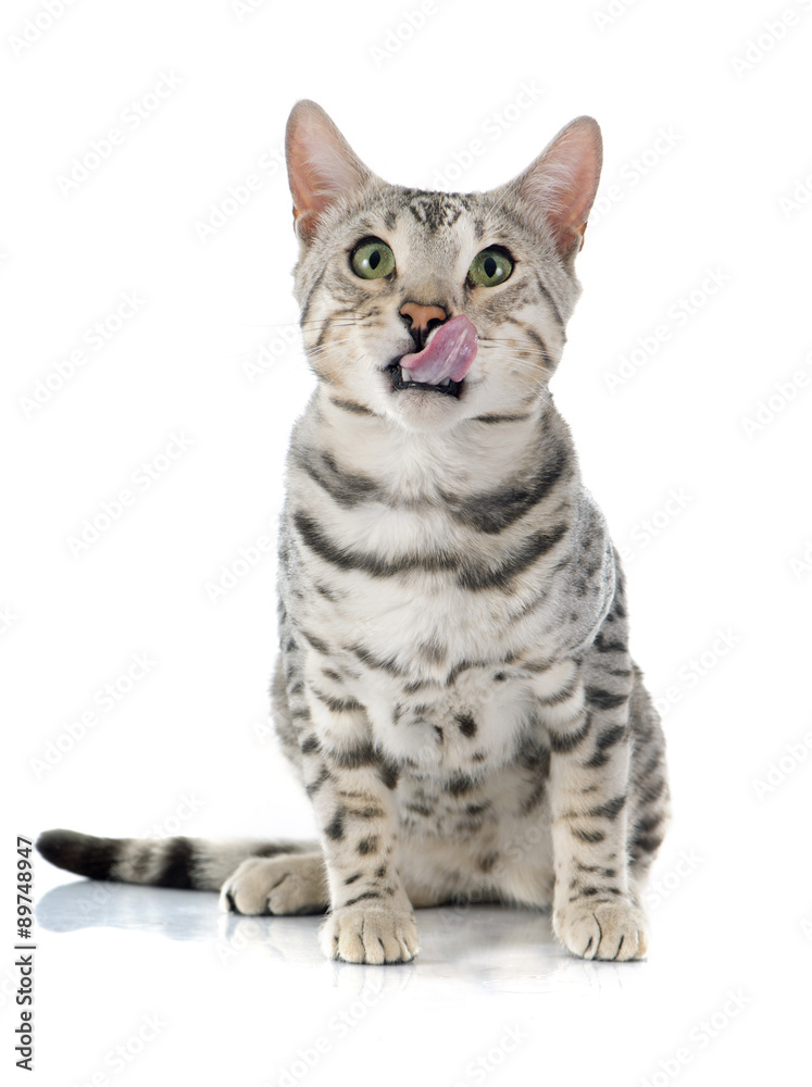Obraz premium bengal cat