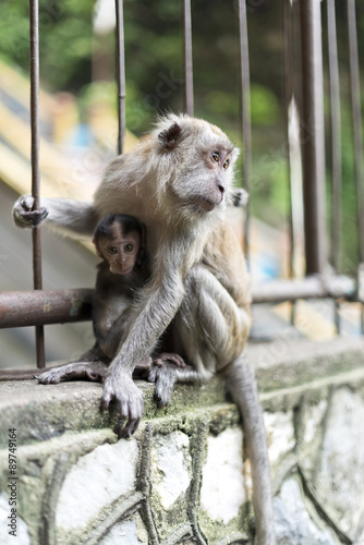 Monkey Mother with Baby on Fence © Istimages