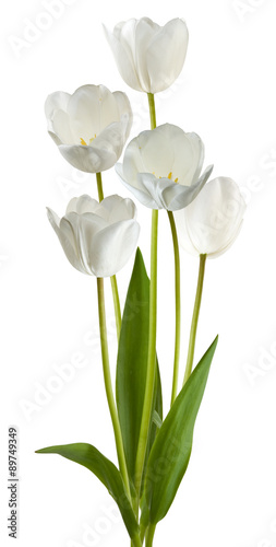 Fototapeta Naklejka Na Ścianę i Meble -  Image of white tulips on a white background