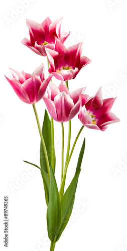  beautiful tulips