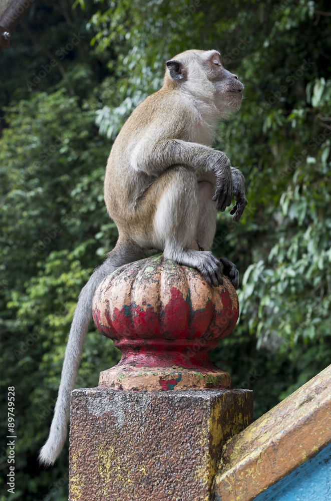 Sitting Cynomolgus Monkey
