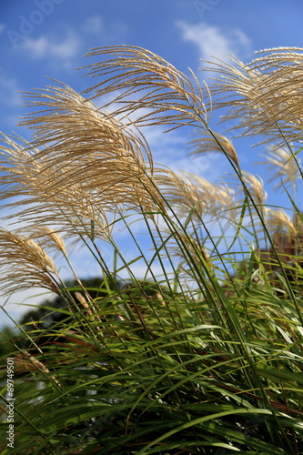 Japanese silver grass © caycebilly