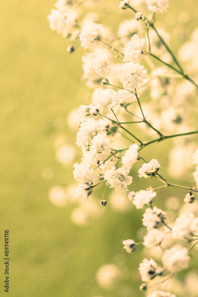 Fototapeta premium gypsophila (Toning)