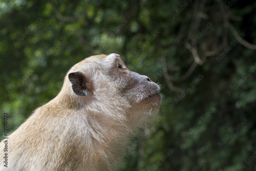 Side Profile Monkey Face