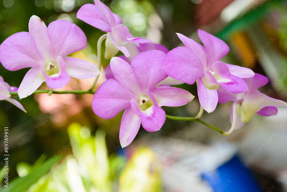 Violet orchid Violet orchid