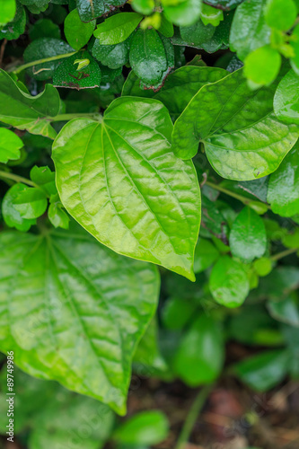 Piper sarmentosum leaf, thai herb.