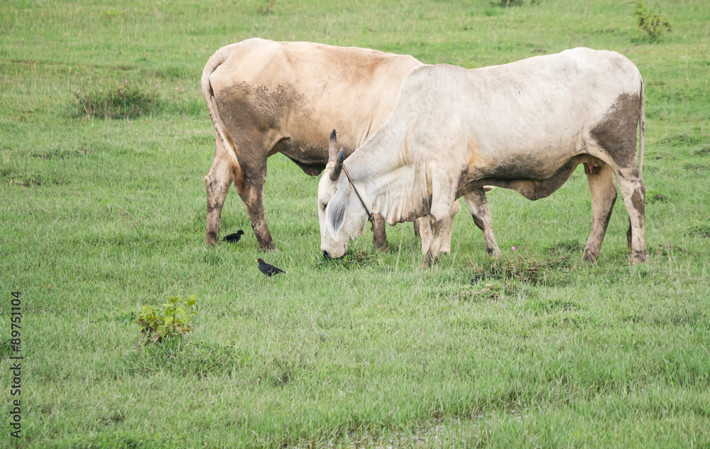 Cows