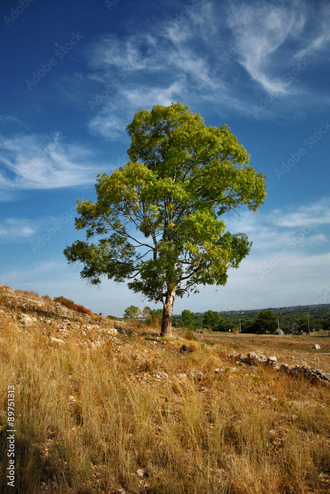 Obraz premium ALBERO IN PUGLIA