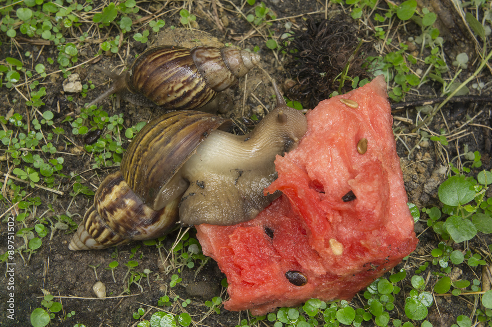 snail slug slow grass closeup nature ground concept