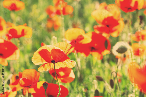 Fototapeta Naklejka Na Ścianę i Meble -  Meadow with beautiful bright red poppy  with sunlight