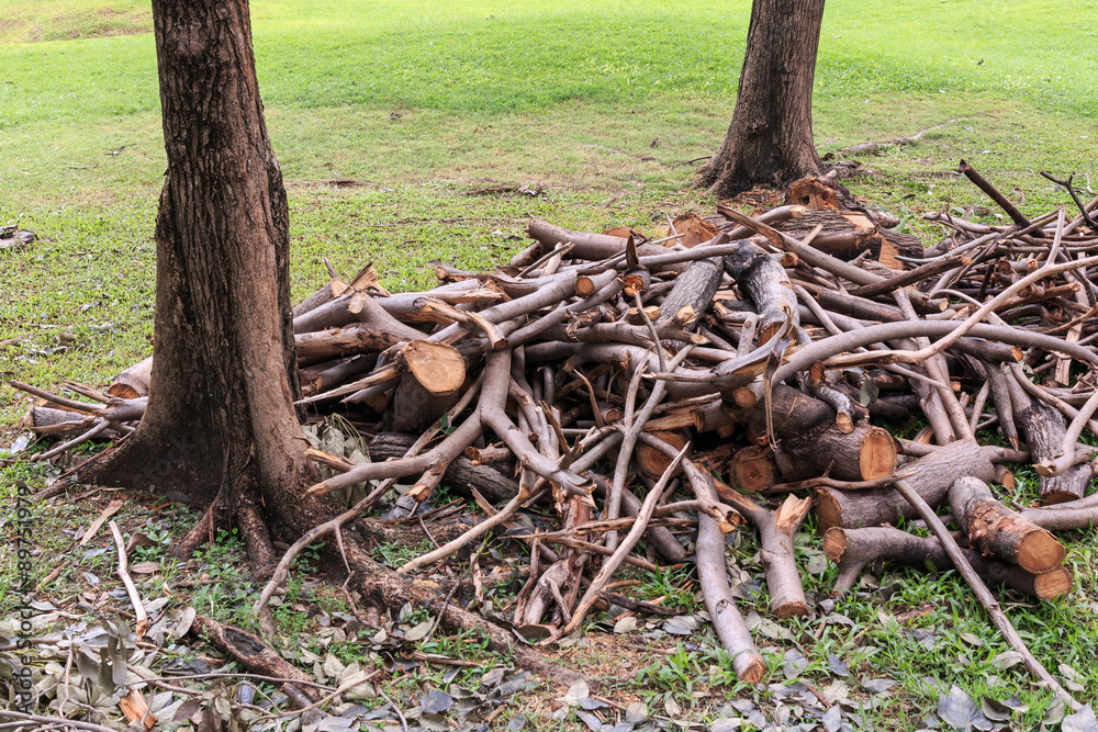Fototapeta premium Logging in garden.