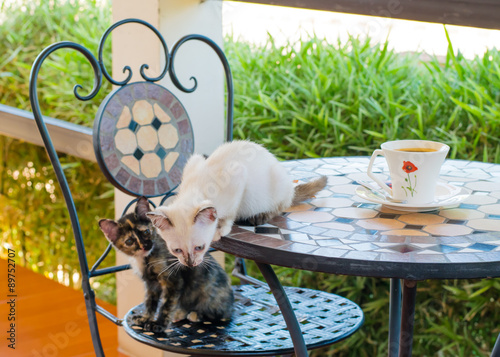Cat cafe, cute kittens with a cup of coffee