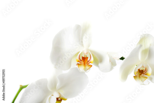 Branch of orchid flower