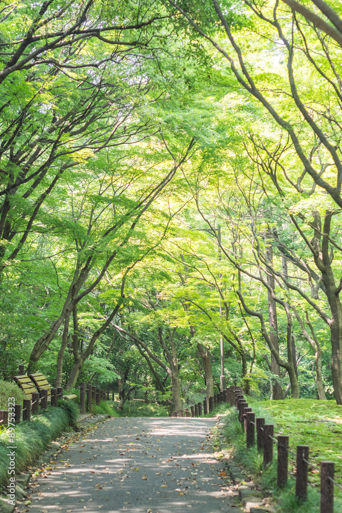 Fototapeta premium Promenade of Kitanomaru Park,Tokyo Japan