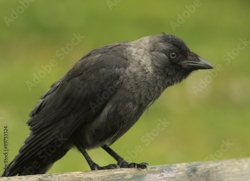 Jackdaw