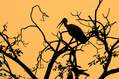 Silhouette bird on the tree.