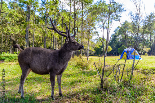 Friendly hart near capm in forest. photo