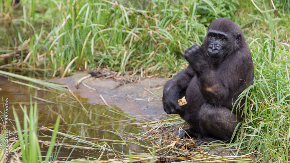 Obraz premium Young gorilla eating