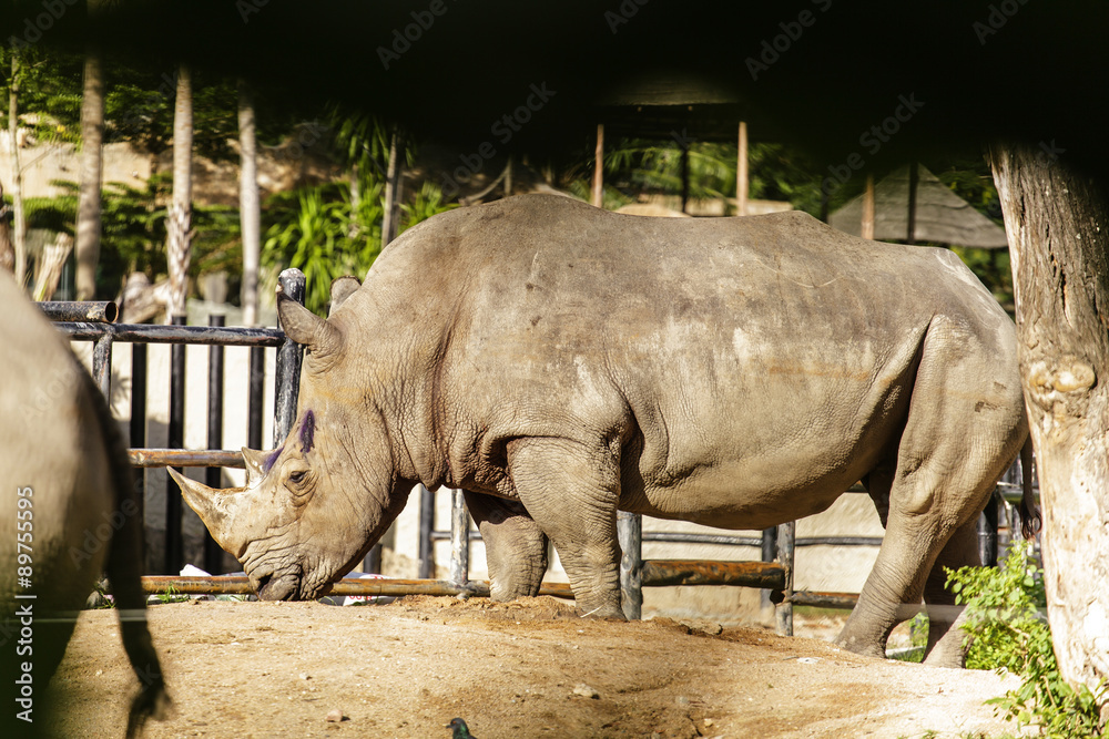 Naklejka premium Rhino