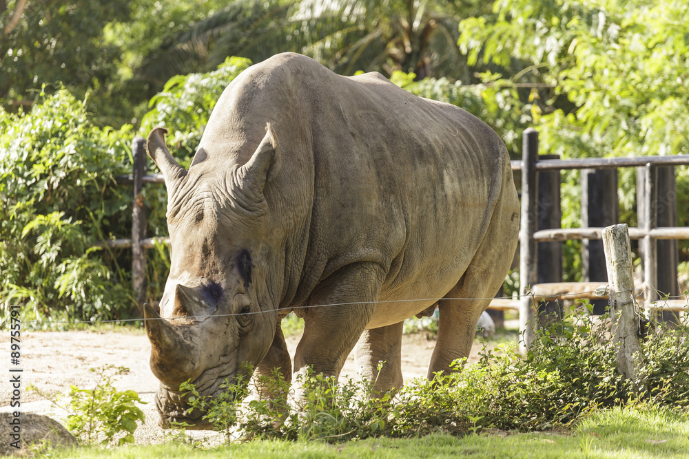 Naklejka premium Rhino