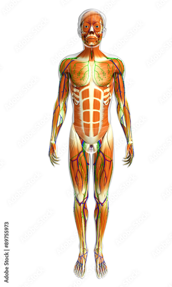 3d rendered illustration of male muscles anatomy