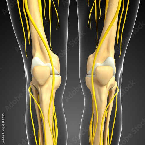 Nervous system and knee skeleton artwork