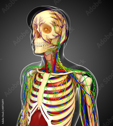 Lymphatic, skeletal, nervous and circulatory system of male anat photo