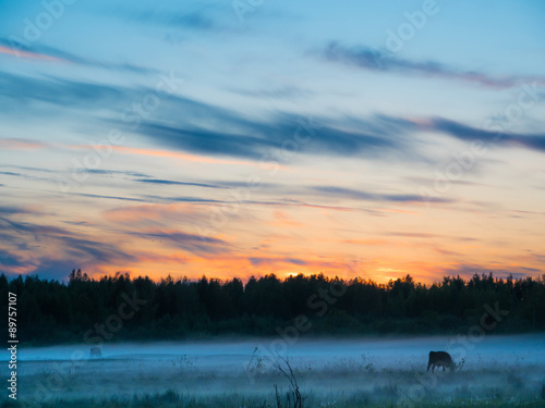 Sunset over cows in a foggy field.