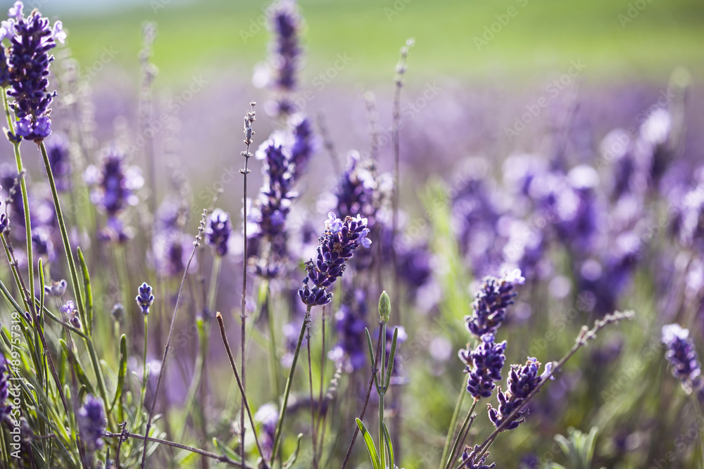 Fototapeta premium Lavender in the field