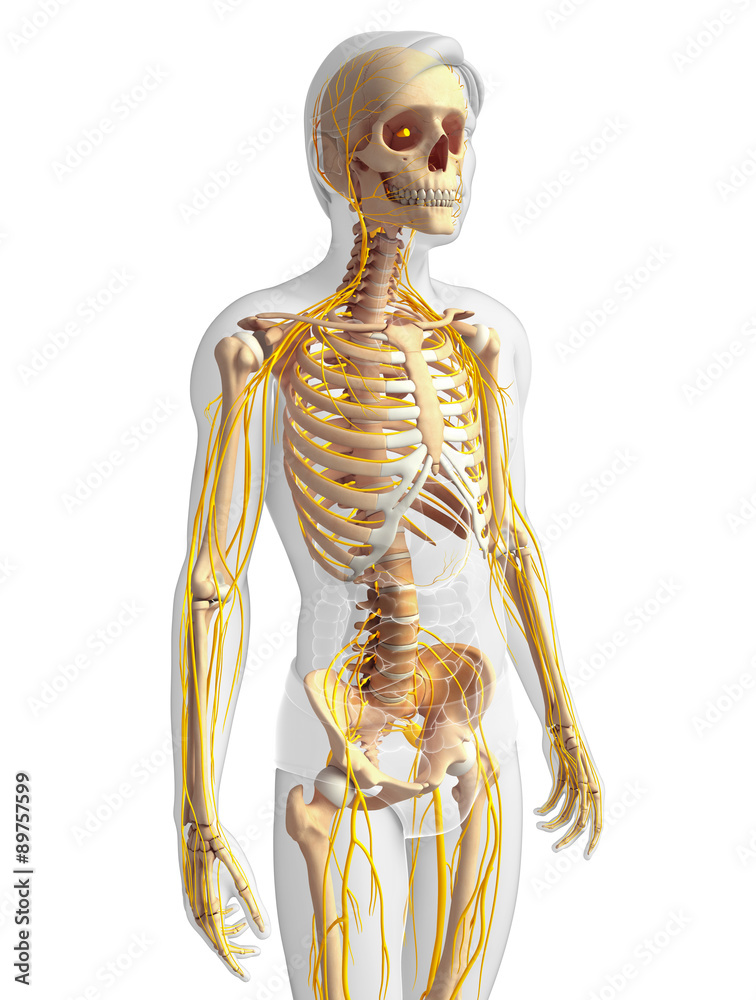 Male skeleton and nervous system artwork