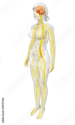 Female nervous system artwork