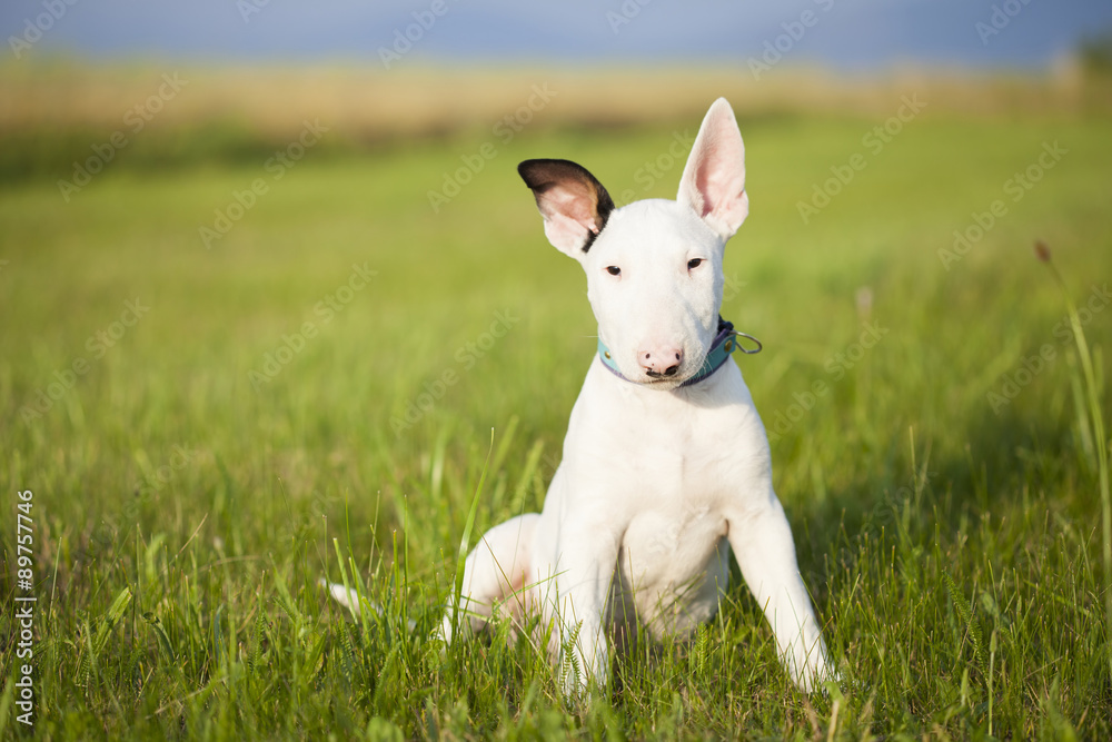 Bull terrier puppy playing in the grass