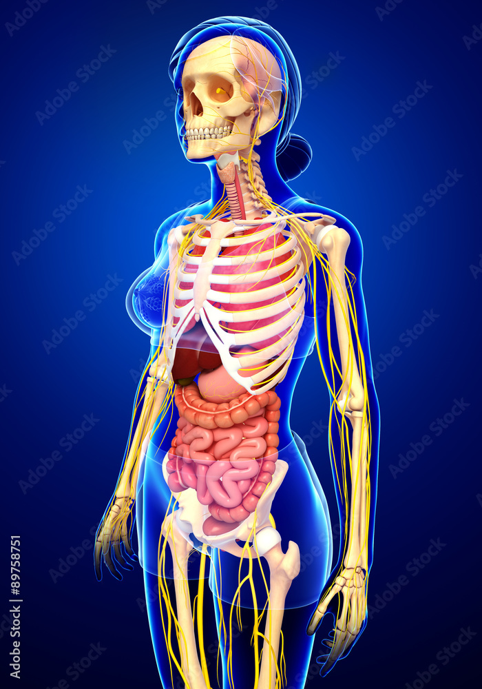 Female skeleton with nervous and digestive system artwork Female skeleton with nervous and digestive system artwork