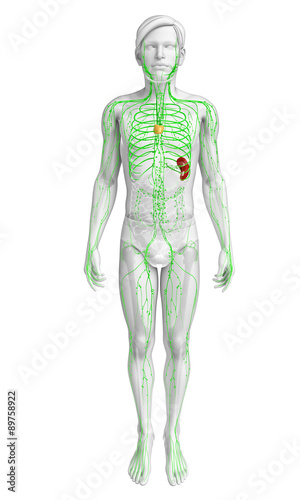 Lymphatic system of male body © pixdesign123
