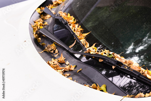 Fallen leafs to car parking under tree.