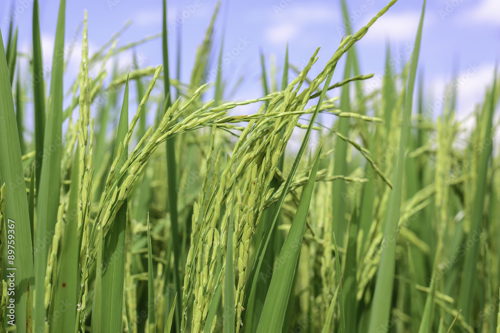 Close up of green rice paddy. Close up of green rice paddy.