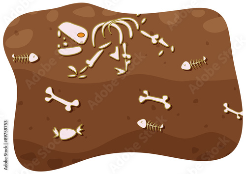 Fossil under the ground