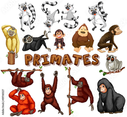 Different kind of primates