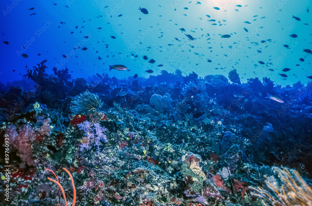 Fototapeta premium Underwater coral wall Fiji