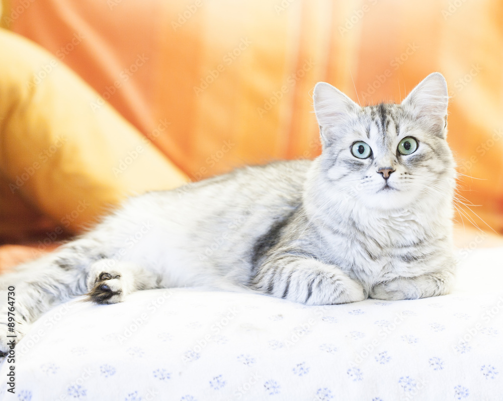 siberian cat, silver variant female on the sofa