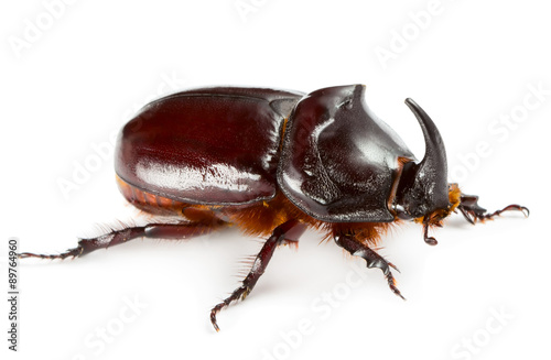 Fotografering Unicorn beetle